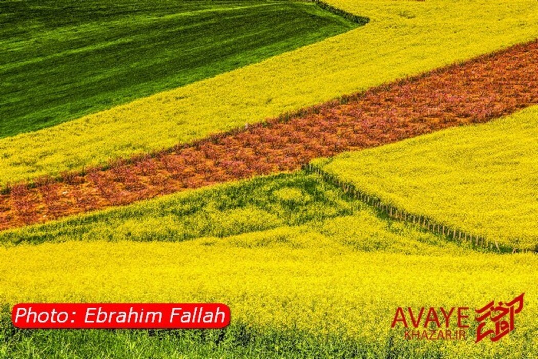 مزارع کلزا جاذبه‌ای نو در گردشگری مازندران