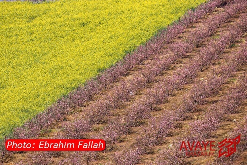 مزارع کلزا جاذبه‌ای نو در گردشگری مازندران