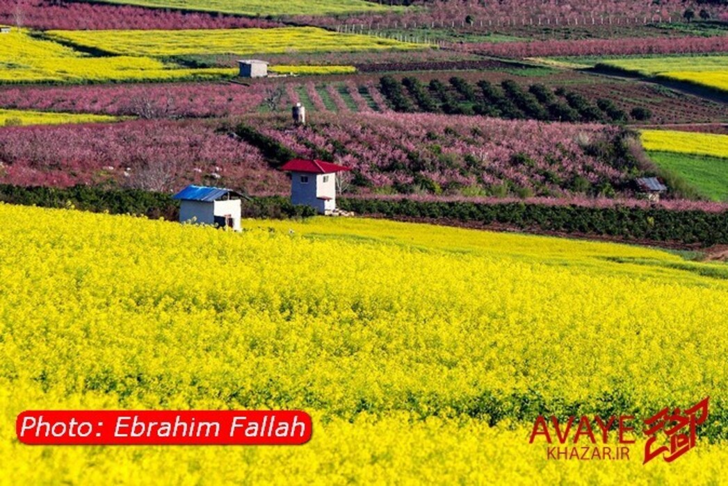 مزارع کلزا جاذبه‌ای نو در گردشگری مازندران