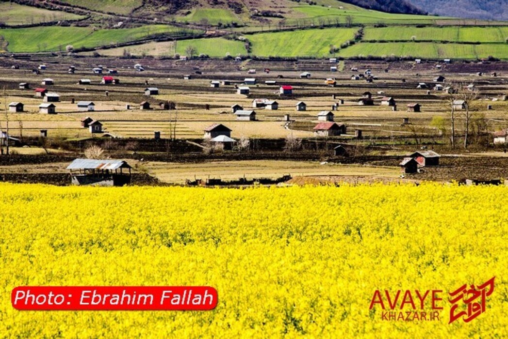 مزارع کلزا جاذبه‌ای نو در گردشگری مازندران