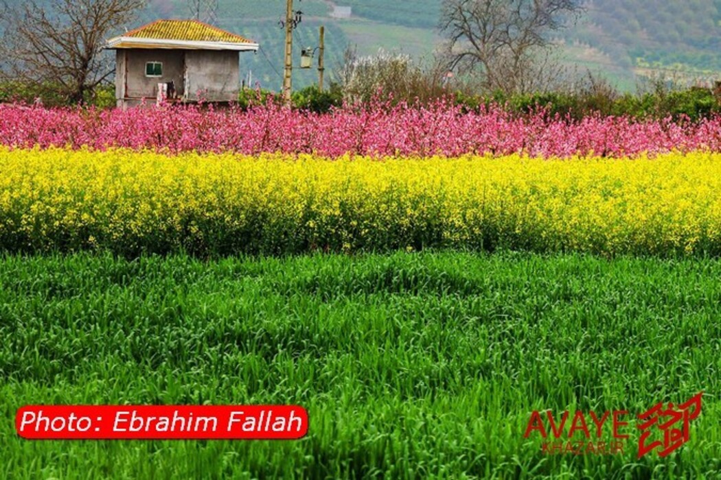 مزارع کلزا جاذبه‌ای نو در گردشگری مازندران