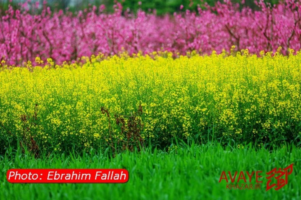 مزارع کلزا جاذبه‌ای نو در گردشگری مازندران