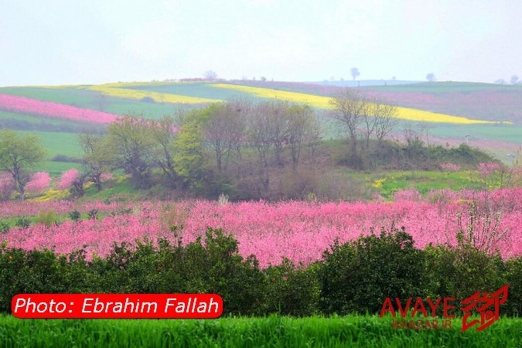 مزارع کلزا جاذبه‌ای نو در گردشگری مازندران