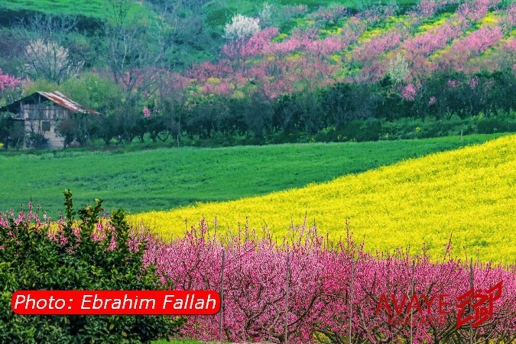 مزارع کلزا جاذبه‌ای نو در گردشگری مازندران