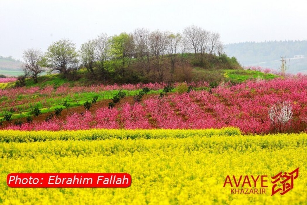 مزارع کلزا جاذبه‌ای نو در گردشگری مازندران