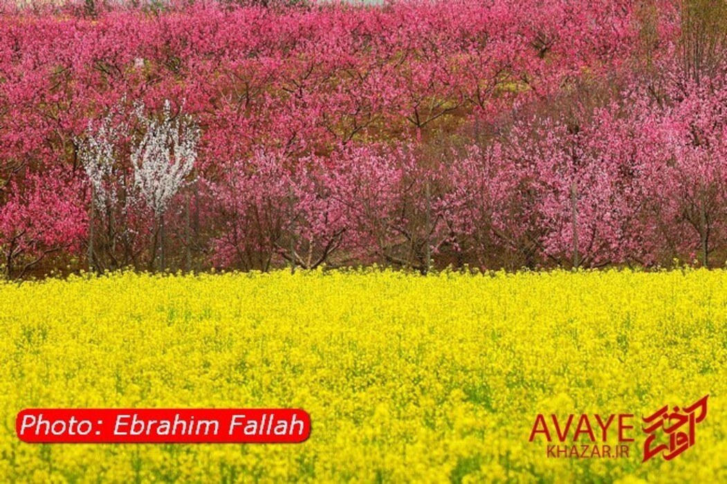 مزارع کلزا جاذبه‌ای نو در گردشگری مازندران
