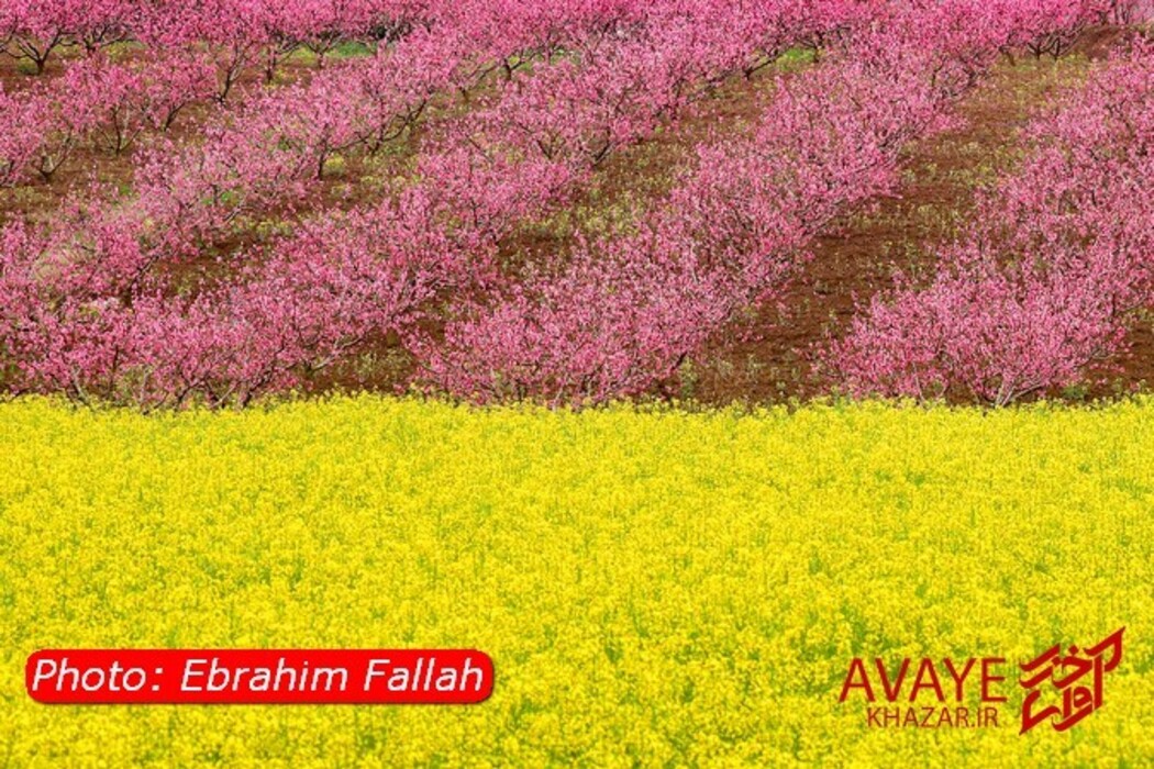 مزارع کلزا جاذبه‌ای نو در گردشگری مازندران