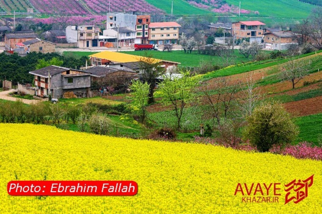 مزارع کلزا جاذبه‌ای نو در گردشگری مازندران