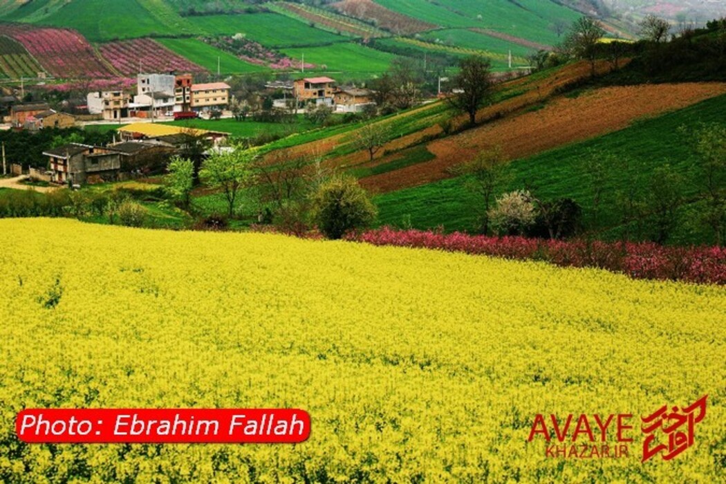 مزارع کلزا جاذبه‌ای نو در گردشگری مازندران