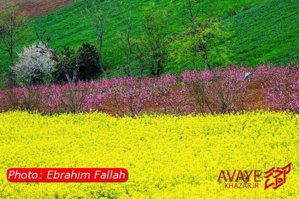 مزارع کلزا جاذبه‌ای نو در گردشگری مازندران