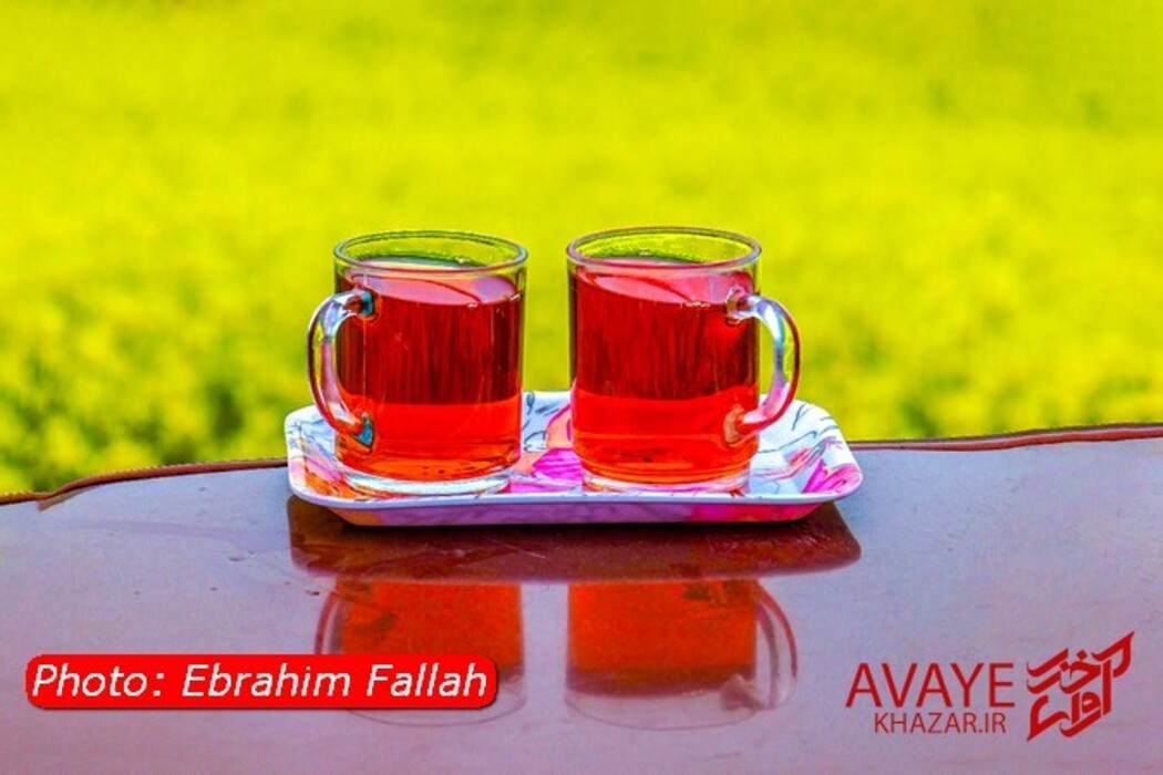 مزارع کلزا جاذبه‌ای نو در گردشگری مازندران