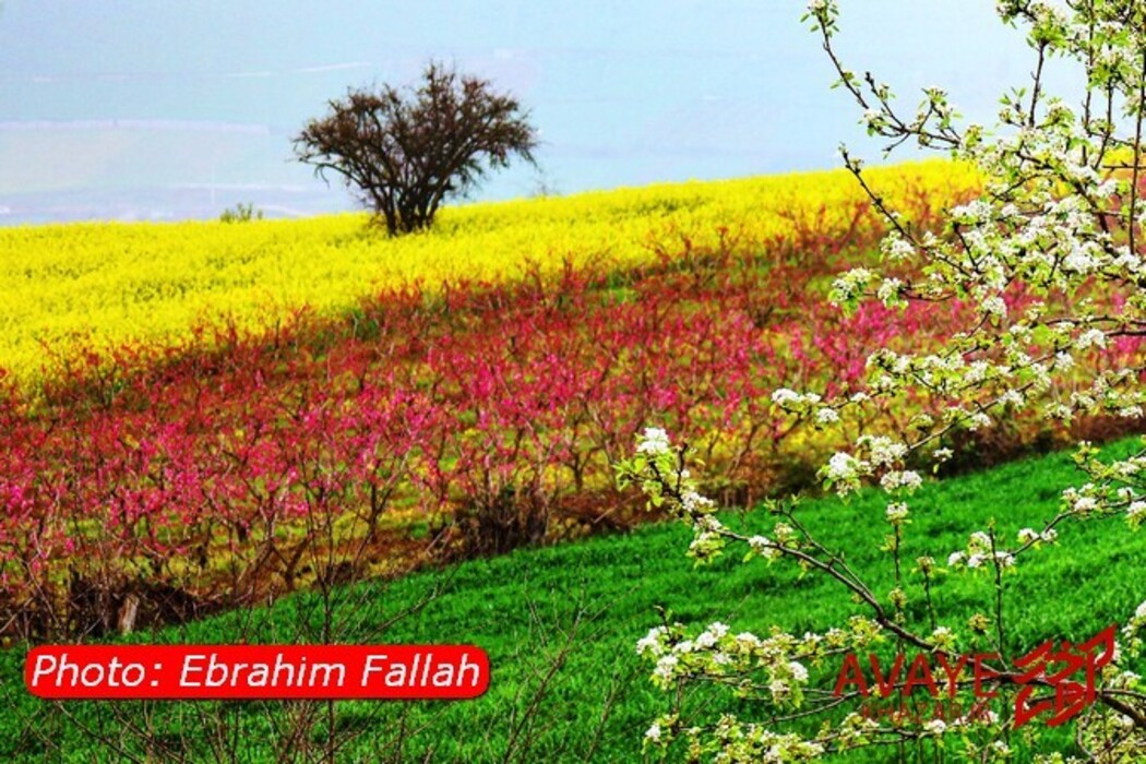 مزارع کلزا جاذبه‌ای نو در گردشگری مازندران