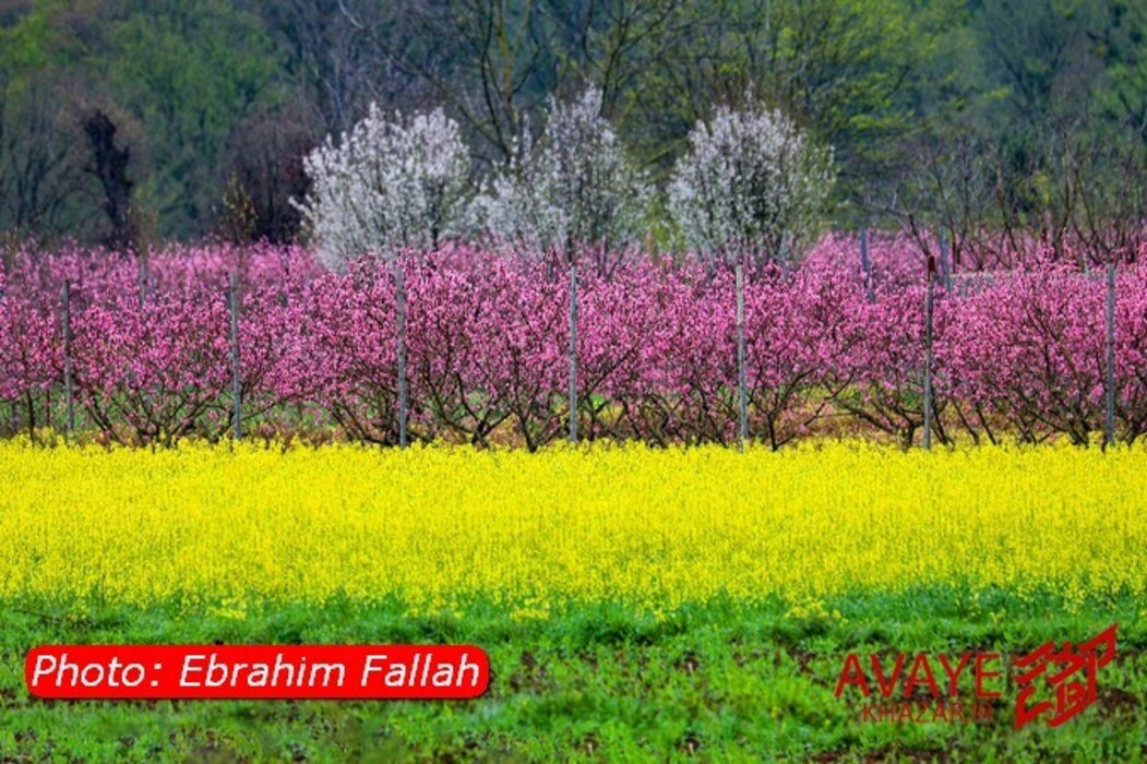 مزارع کلزا جاذبه‌ای نو در گردشگری مازندران