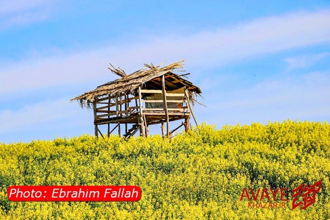 مزارع کلزا جاذبه‌ای نو در گردشگری مازندران