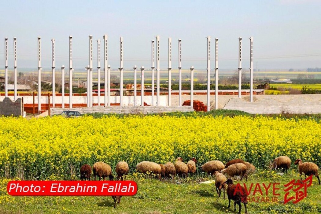 مزارع کلزا جاذبه‌ای نو در گردشگری مازندران