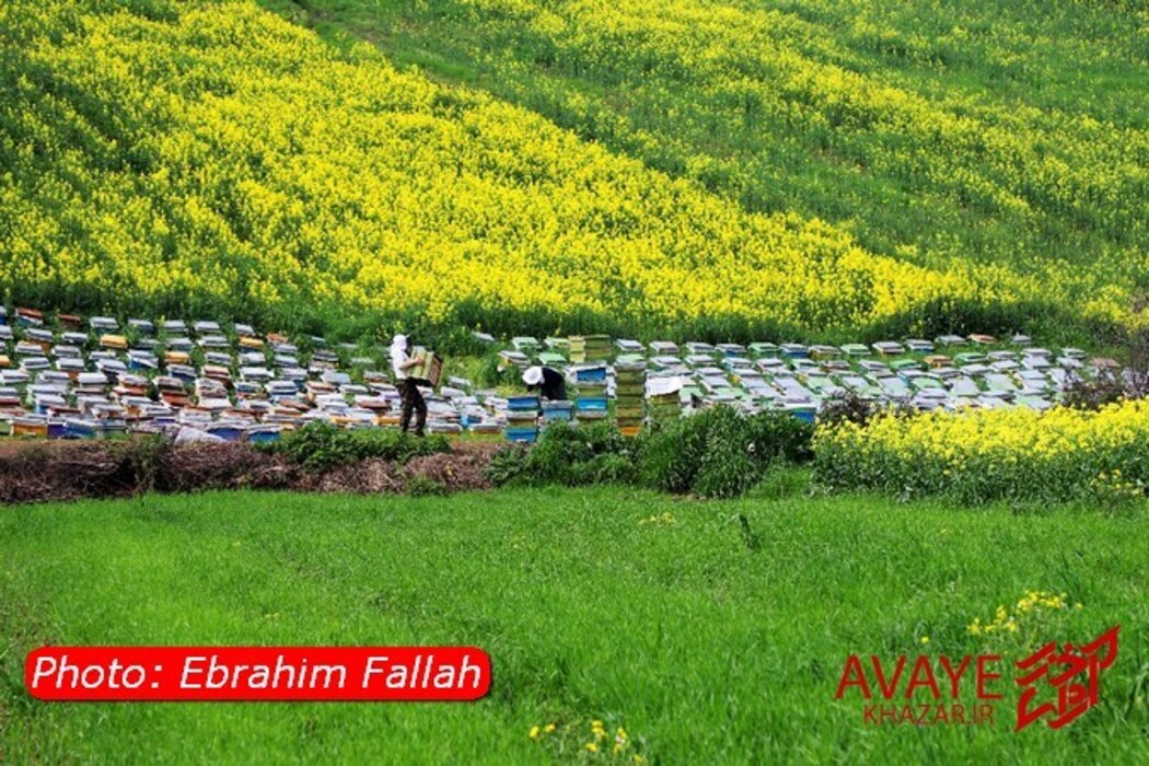 مزارع کلزا جاذبه‌ای نو در گردشگری مازندران
