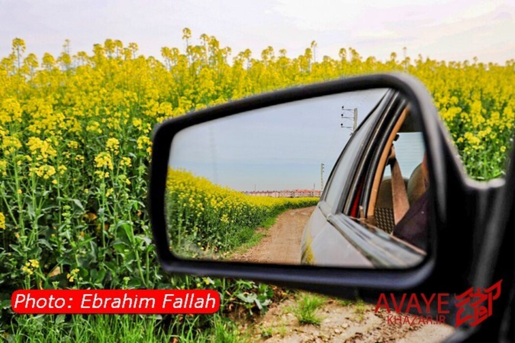 مزارع کلزا جاذبه‌ای نو در گردشگری مازندران
