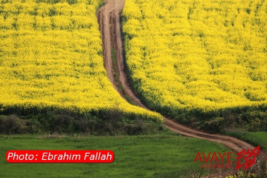 مزارع کلزا جاذبه‌ای نو در گردشگری مازندران