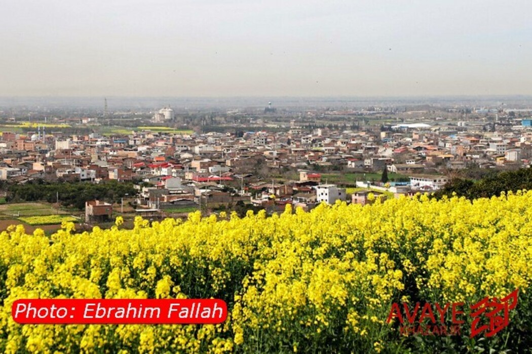 مزارع کلزا جاذبه‌ای نو در گردشگری مازندران