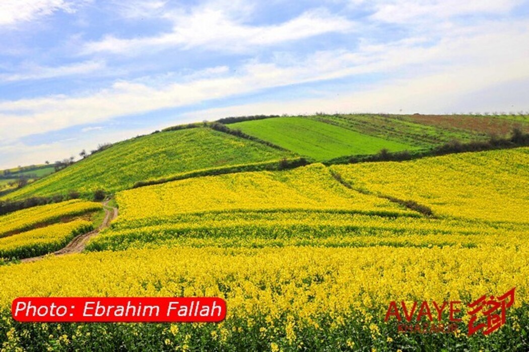 مزارع کلزا جاذبه‌ای نو در گردشگری مازندران