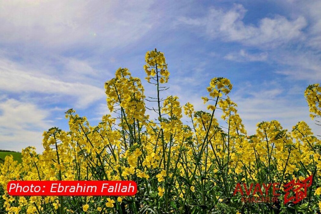 مزارع کلزا جاذبه‌ای نو در گردشگری مازندران