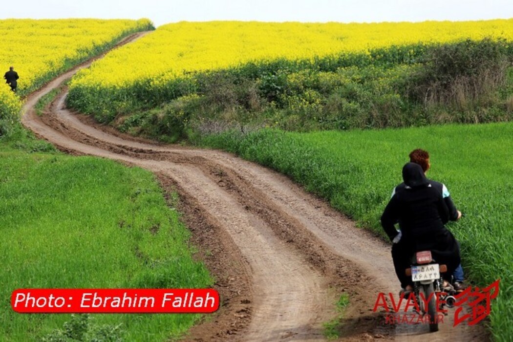 مزارع کلزا جاذبه‌ای نو در گردشگری مازندران