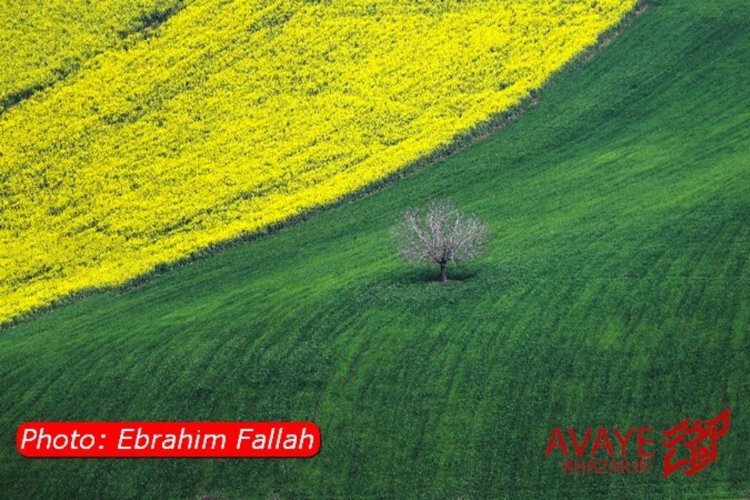 مزارع کلزا جاذبه‌ای نو در گردشگری مازندران