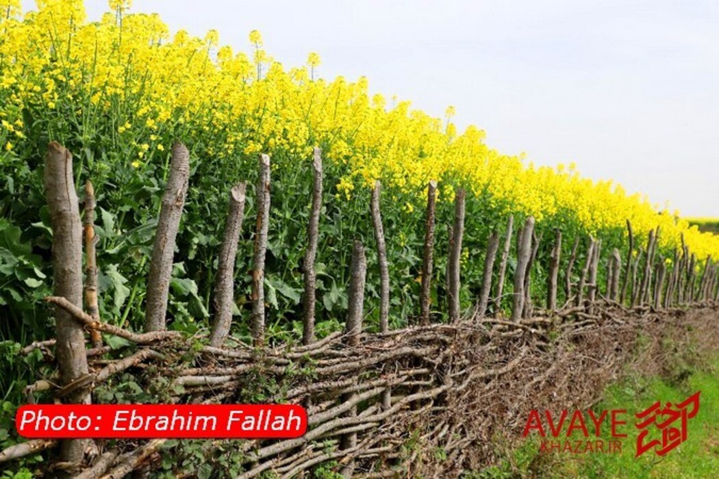 مزارع کلزا جاذبه‌ای نو در گردشگری مازندران