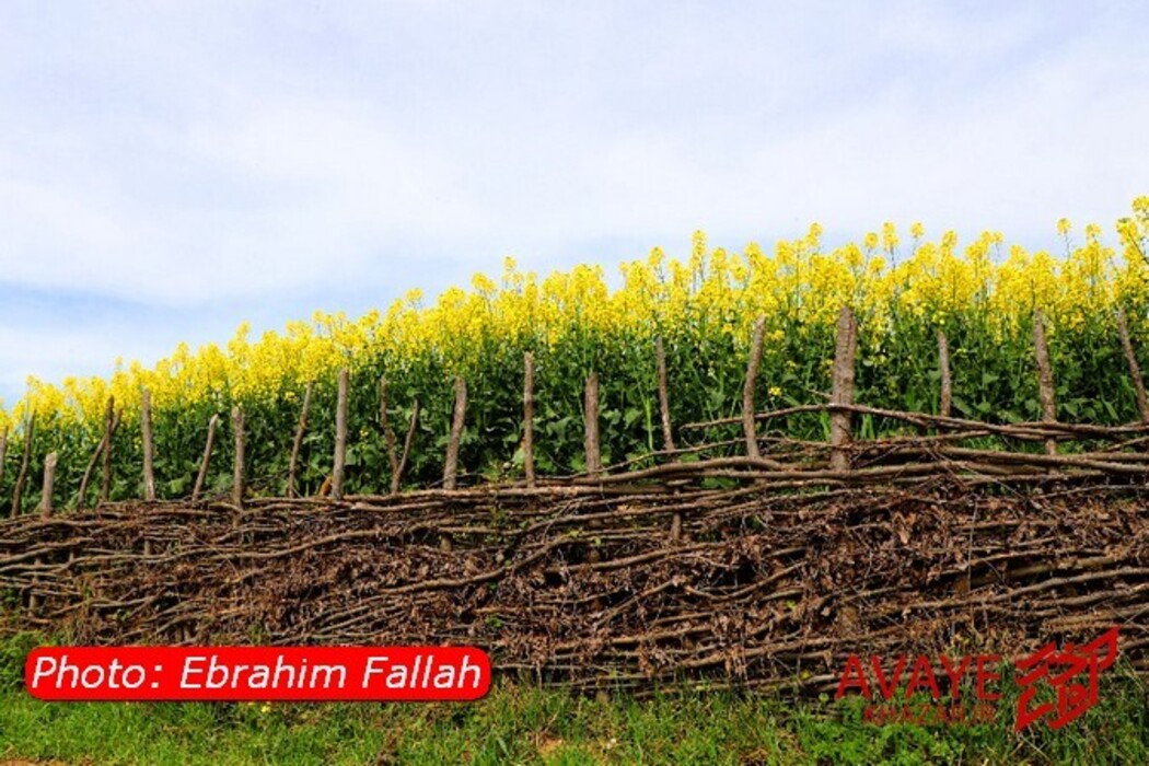 مزارع کلزا جاذبه‌ای نو در گردشگری مازندران