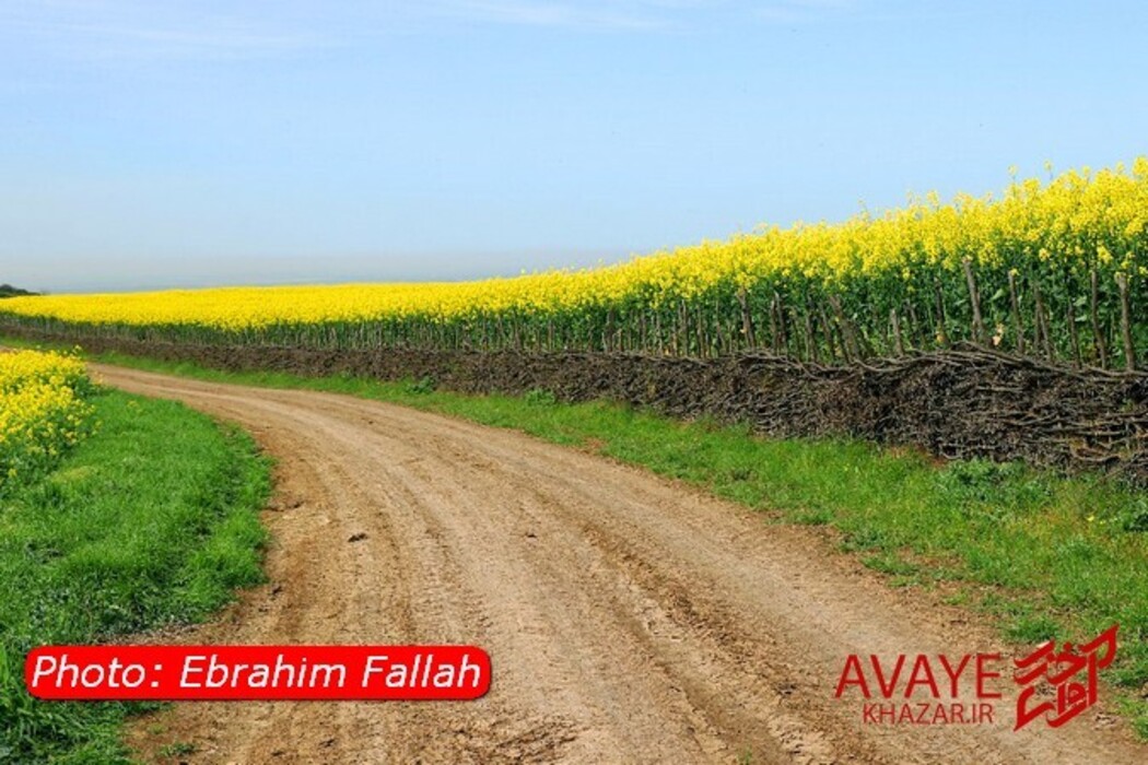 مزارع کلزا جاذبه‌ای نو در گردشگری مازندران
