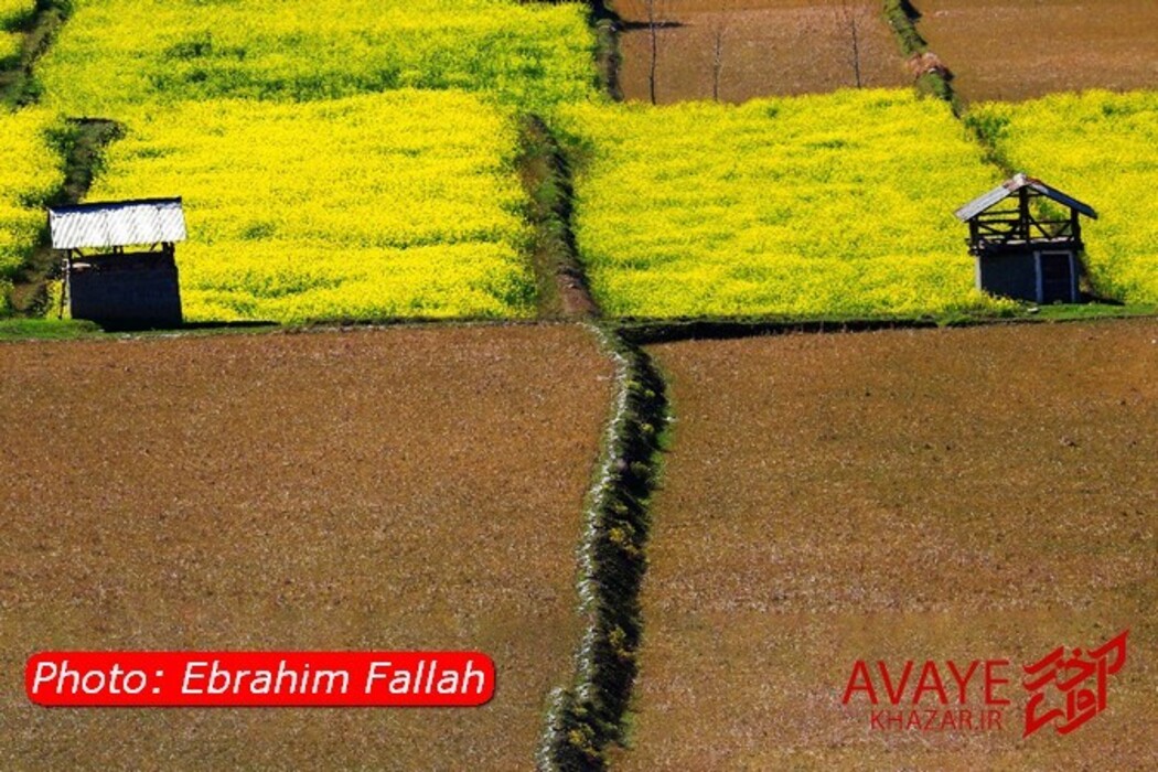 مزارع کلزا جاذبه‌ای نو در گردشگری مازندران