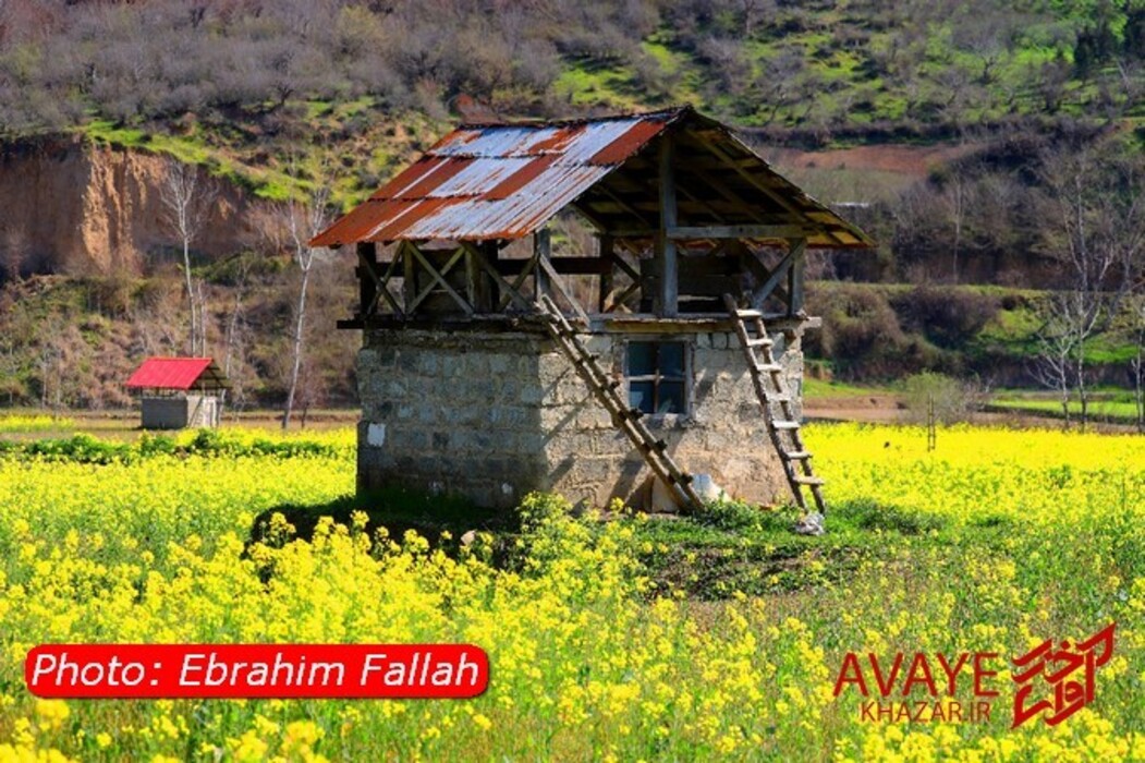 مزارع کلزا جاذبه‌ای نو در گردشگری مازندران