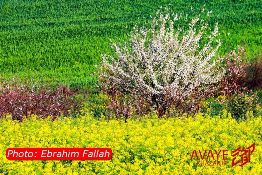 مزارع کلزا جاذبه‌ای نو در گردشگری مازندران