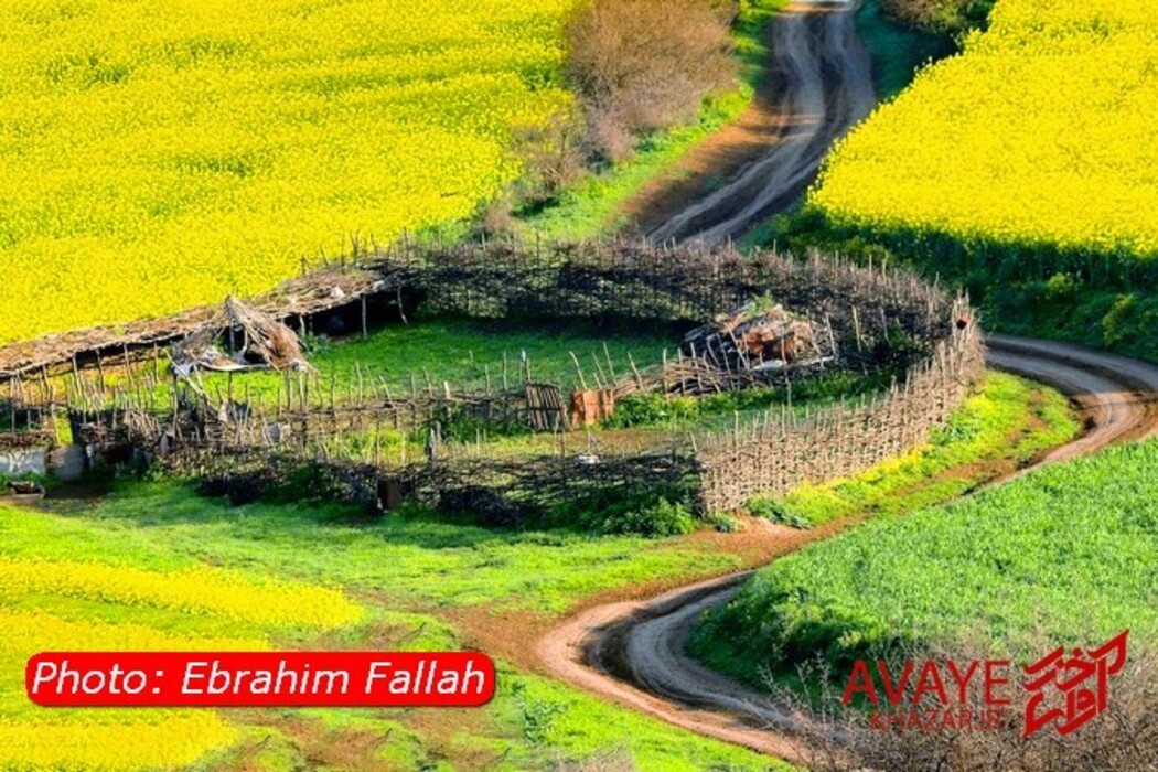 مزارع کلزا جاذبه‌ای نو در گردشگری مازندران