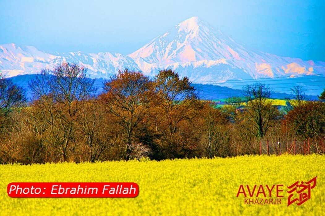 مزارع کلزا جاذبه‌ای نو در گردشگری مازندران