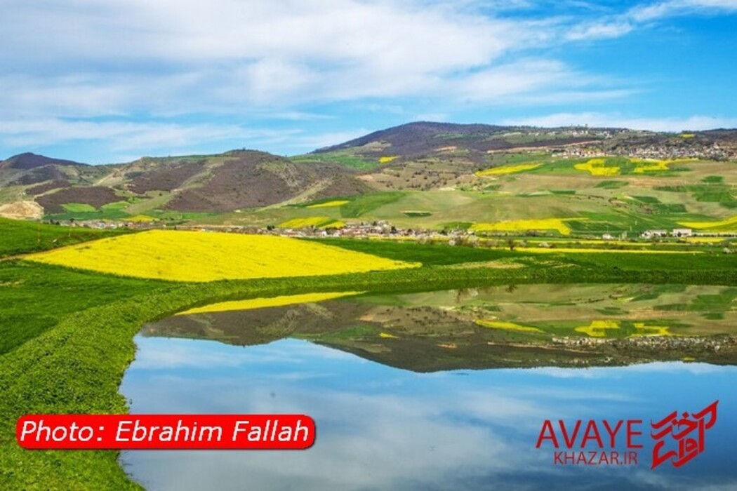 مزارع کلزا جاذبه‌ای نو در گردشگری مازندران