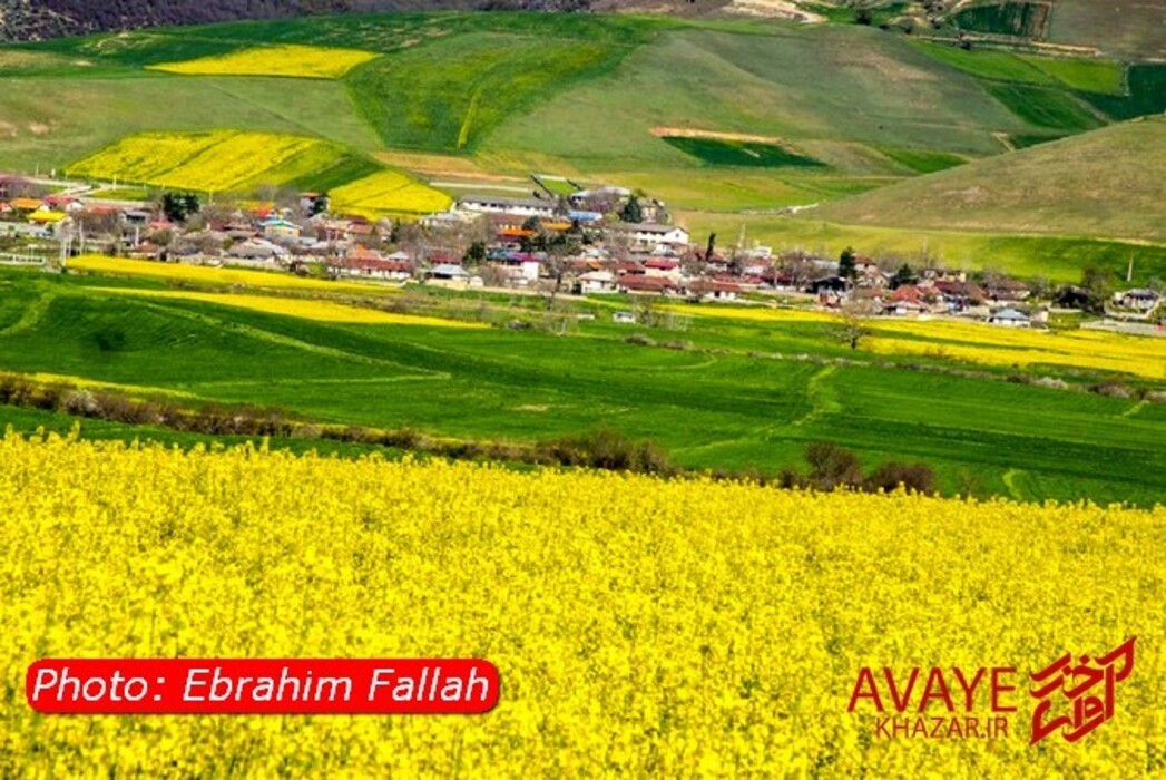 مزارع کلزا جاذبه‌ای نو در گردشگری مازندران