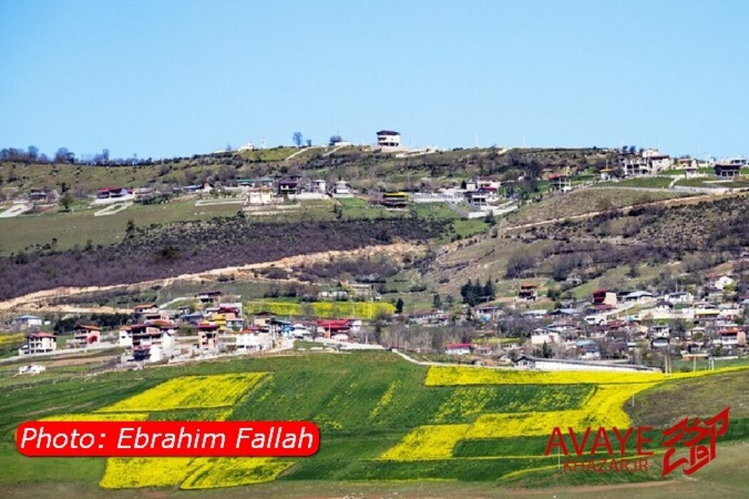 مزارع کلزا جاذبه‌ای نو در گردشگری مازندران