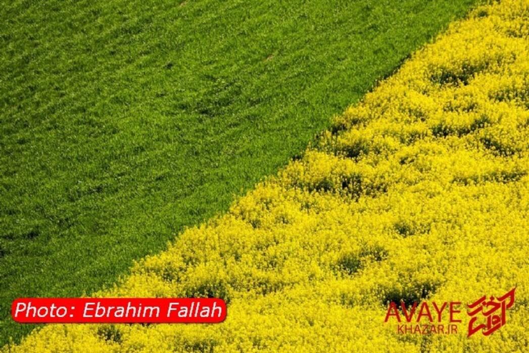 مزارع کلزا جاذبه‌ای نو در گردشگری مازندران
