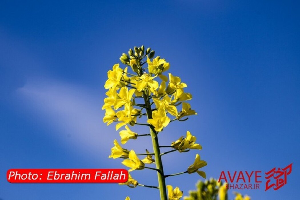 مزارع کلزا جاذبه‌ای نو در گردشگری مازندران