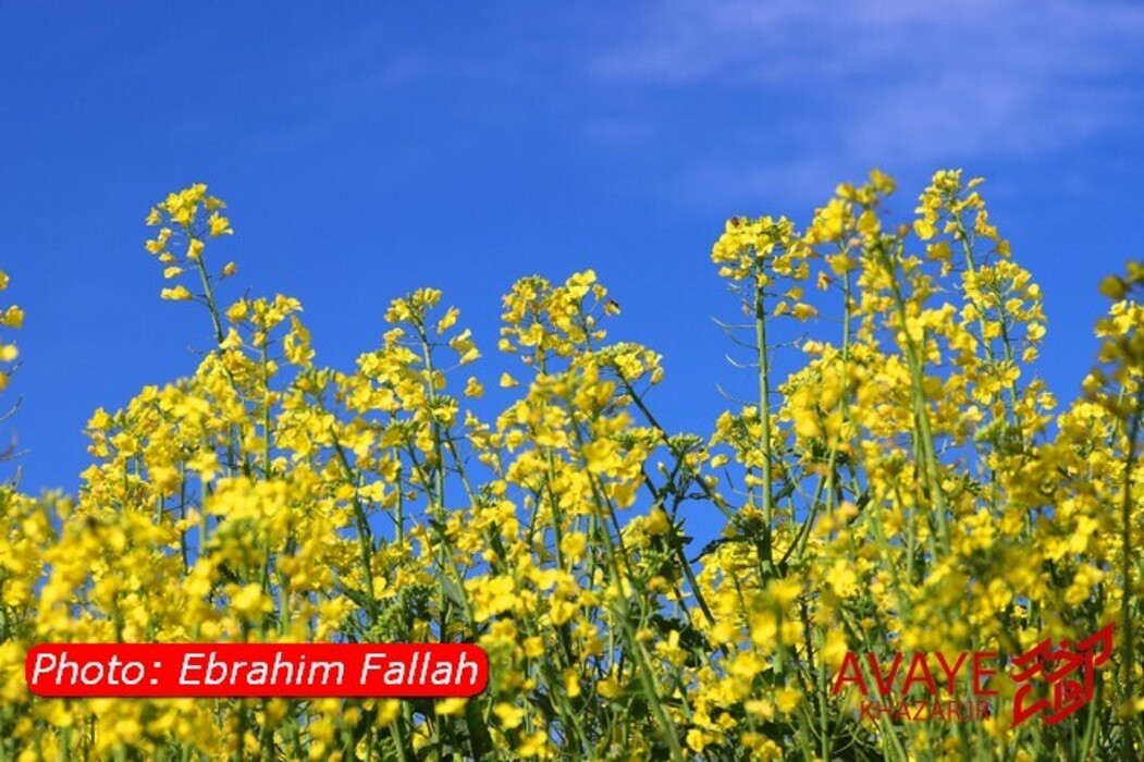 مزارع کلزا جاذبه‌ای نو در گردشگری مازندران