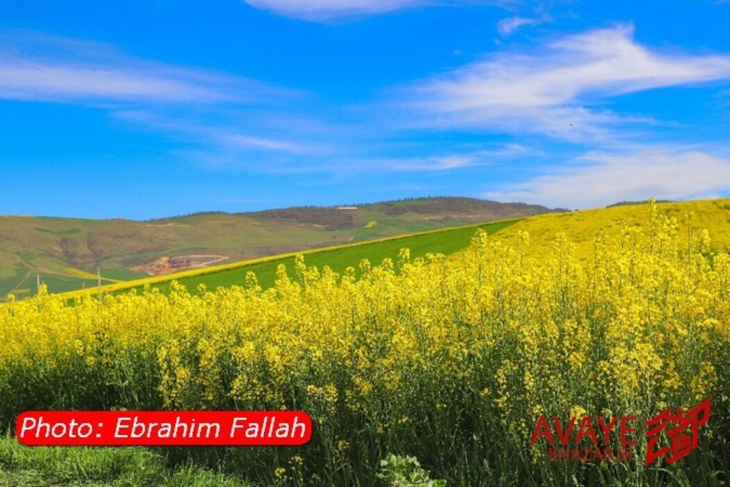 مزارع کلزا جاذبه‌ای نو در گردشگری مازندران