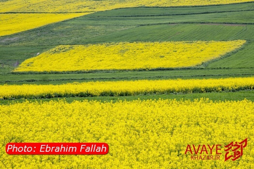 مزارع کلزا جاذبه‌ای نو در گردشگری مازندران